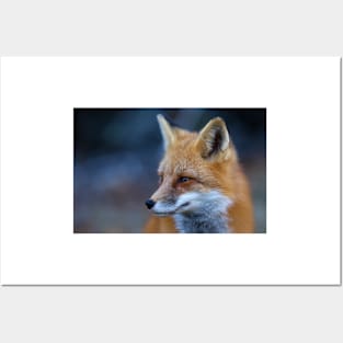 Red Fox - Algonquin Park, Canada Posters and Art